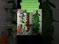 ايه ا الأيام كنت نقلب على القراعي بالكشايف واش نلقاهم جارتنا ديما سابقاني الماضي