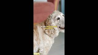 Why NOT To get a Cocker Spaniel | Part 7