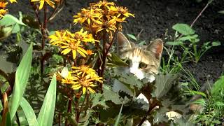 Кошка голубь бабочка | Cat pigeon butterfly