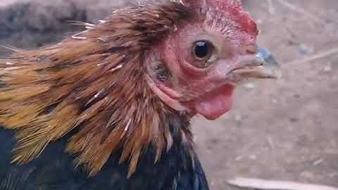 Qaib qus 100% khav heev lawm nawb ( ga rung rac 100% ) 16/11/2020