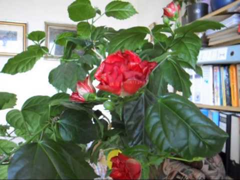 Video: Coleria Je Nenáročná Pokojová Rostlina S Krásnými Květinami