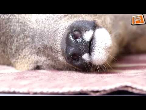 Video: Hõbedakoera Hulkuvad Koerad