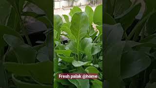 Fresh palak@balconygardening palak spinach healthy diet organic nature eyehealth hairgrowth