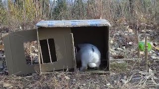Simple trap to catch hares, Can you catch a rabbit in a cardboard box? 简易陷阱抓野兔，能抓到兔子吗？