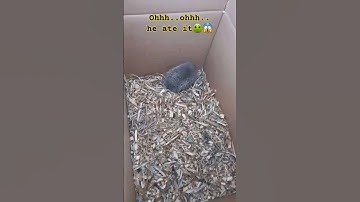 hedgehog ate lizard #rats  #ofwlife  #farmlife #viralshorts2023