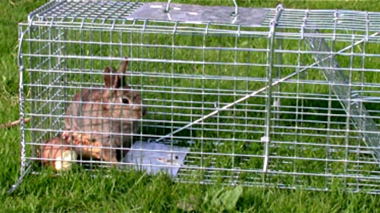 small-pets-how-to-make-a-rabbit-trap-youtube
