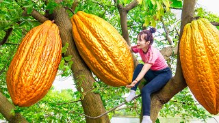 Harvesting Golden Cocoa (Discover The Secret Inside The Strange Shape)  Goes to the market sell