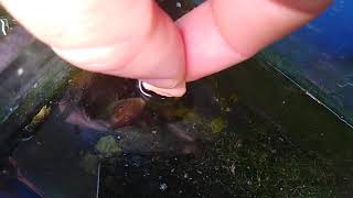 видео: Кормление рыбок в морском аквариуме картинка: Кормление рыбок в морском аквариуме