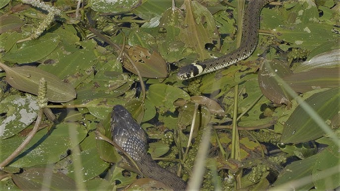 Grass Snake Playing Dead / Ringelnatter stellt sich tot 