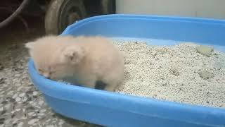 sweet little kitten using litter box for the first time