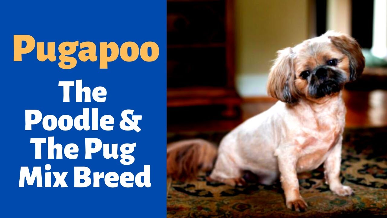 Pugapoo : The Poodle & The Pug | Will This be a Great Partner For You ...