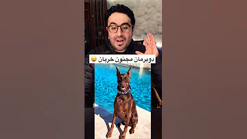 اشرس انواع الكلاب 