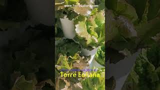 Lorto Verticale Che Cambia La Tua Vita