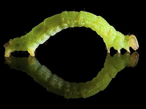 ভিডিও: Inchworms যত্ন নেওয়ার 3 উপায়