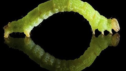 I FOR INCHWORM!|FUN FACTS ABOUT INCHWORMS!