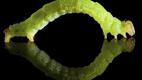 I FOR INCHWORM!|FUN FACTS ABOUT INCHWORMS!