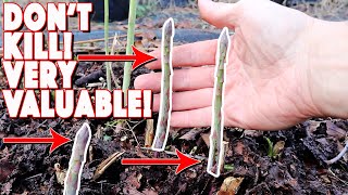 Don't Kill This Valuable Garden Perennial, Asparagus! 4 Steps To Protect Great Harvests!