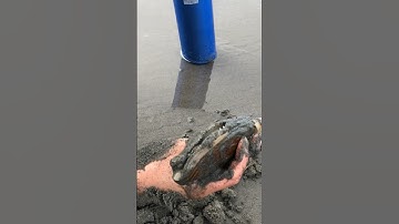 Huge razor clam opening day