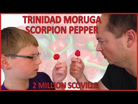 12-yr-old eats Trinidad Moruga Scorpion (2 million Scoville) : Crude Brothers