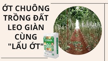 Ớt chuông trồng đất, leo giàn cùng "LẨU ỚT" - FUNOFARM