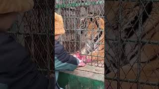 The Tiger King Understood What The Zookeeper Said.