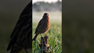 Corn Bunting Bird Song | Gentle Farmland Nature Sounds