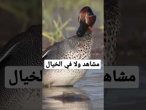 الاف طيور البط المهاجر نوافذ برية لمشاهدة الحلقة كاملة اضغط هنا