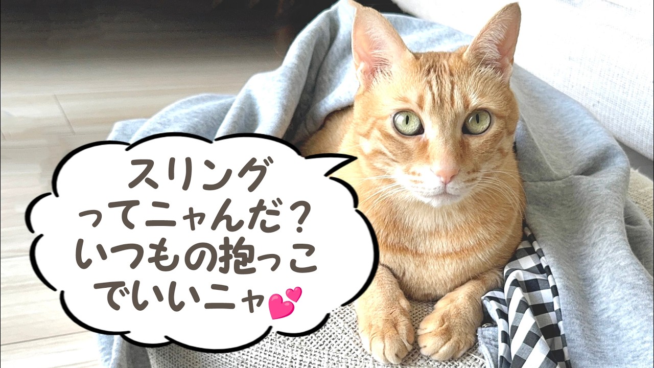 茶トラ猫 チャチャ丸の日常「抱っこ好きのチャチャ丸にスリング