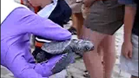 Newborn Loggerhead Sea Turtle Hatchling