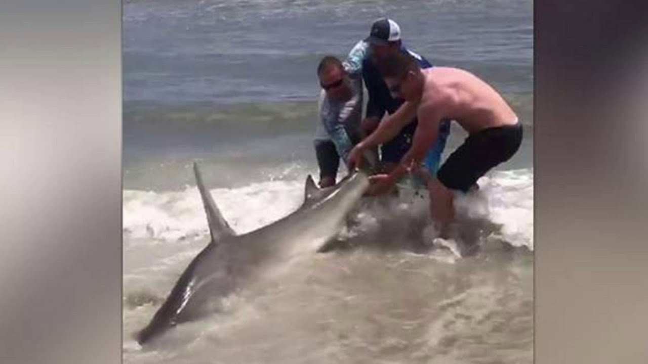 Hammerhead shark reeled in at Amelia Island - YouTube