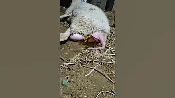 ولاده النعجه 