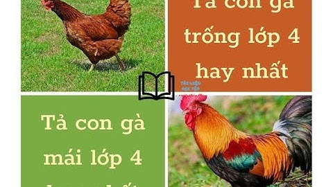 Văn tả con gà trống lớp 4 dài nhất