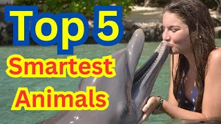 5 Genius Animals That Will Blow Your Mind!