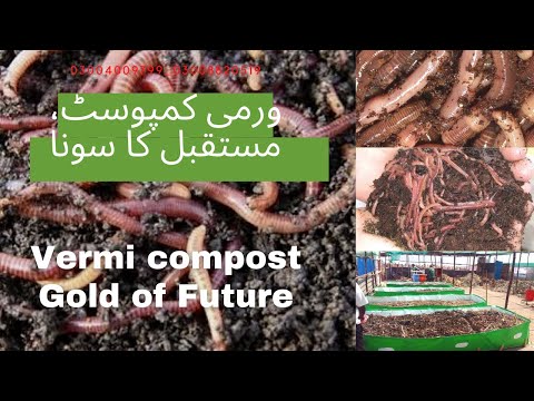 ቪዲዮ: በቤት ውስጥ Vermicompost እንዴት እንደሚሠራ? በሀገሪቱ ውስጥ በገዛ እጆችዎ Humus ለማግኘት የማምረቻ ቴክኖሎጂ ፣ ካሊፎርኒያ ትሎች