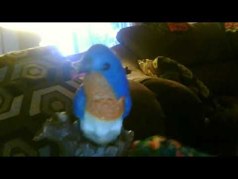 Mr.bluebird on my shoulder - YouTube