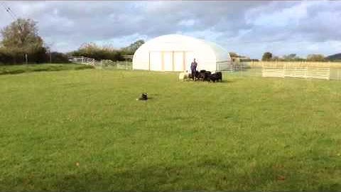 K9 Quackers - raw recruits