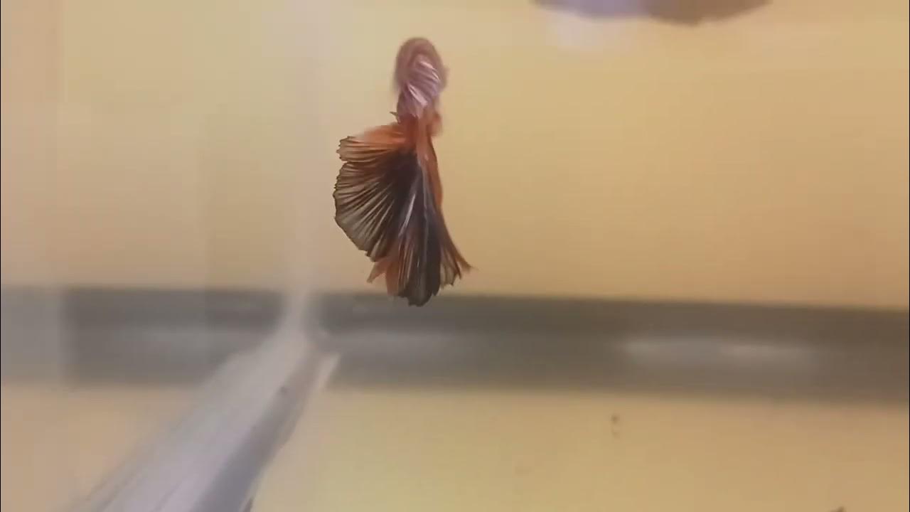 NEW Tangerine Koi Betta Male YouTube