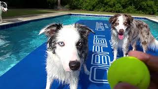 Water Carpet by Mr Biscuit The Border Collie 100 views 5 years ago 2 minutes, 9 seconds