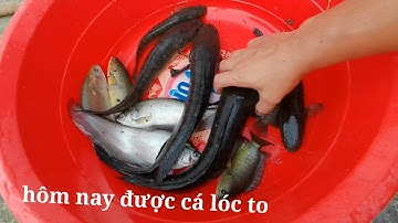 Cắm câu đêm được em cá lóc khủng