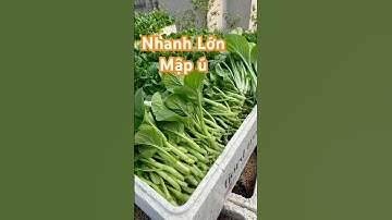 Cách Bón Phân Cho Rau Cải Nhanh Lớn, Mập Ú