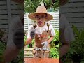 荔枝核別丟?隨手養出高顏值粉色綠植! #水培荔枝 #水培荔枝核 #養花小知識 #植物科普#粉葉荔枝