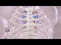 Surgical Aortic medical animation Valve Replacement