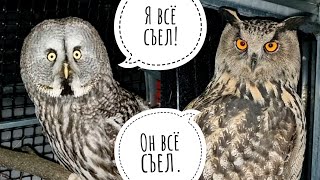 I left Kofi the owl in the aviary in the cold, and the owl Yoll yelled at me