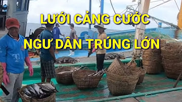 LƯỚI CẢNG CƯỚC#NGƯ DÂN TRÚNG  MẼ CÁ LỚN|DU VLOG