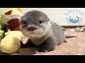 Baby Otter Come Running when Called!