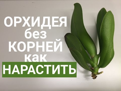 Видео: Какво означава root clin?