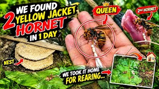 DID U KNOW?🤔WE CAN REAR YELLOW JACKET HORNET AFTER HARVEST😱😱🔥🔥ENDING WILL SURPRISE YOU 😱🔥#nagaland 