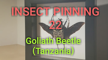 Insect Pinning : Goliath Beetle (Tanzania)