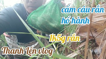 Cấm câu rắn hổ hành 1k2g rắn hổ hành #thanhlenvlog