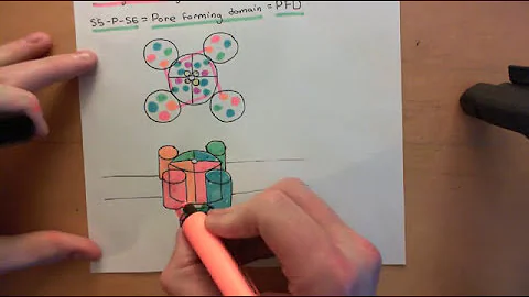 Voltage Gated Ion Channels Part 3